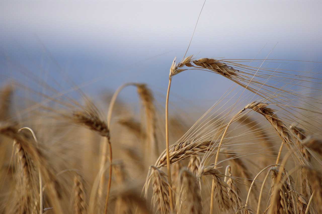 grano